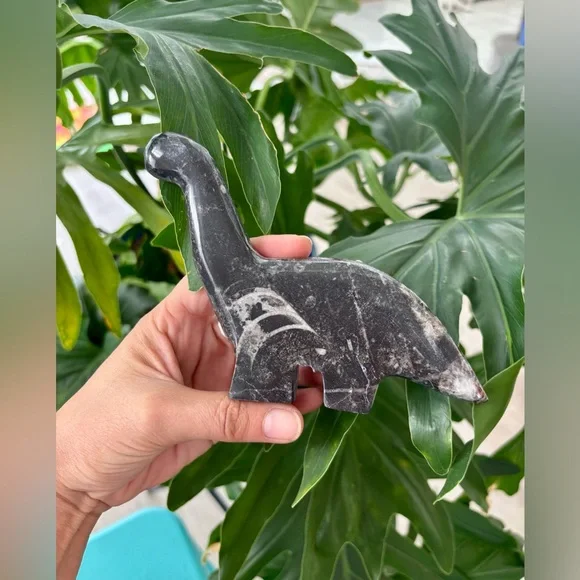 Orthoceras dinosaur - Picture 1 of 5